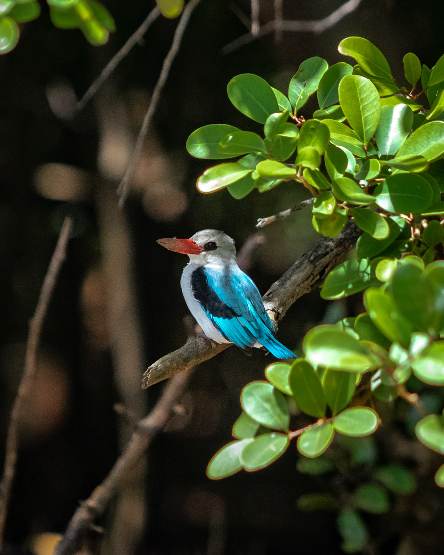 image Mangrove Kingfisher